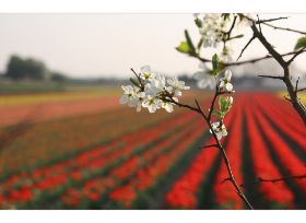 frühling