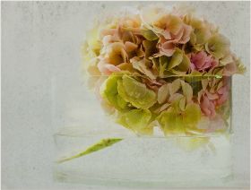 Hortensie