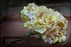 Hortensie