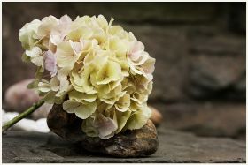 hortensie