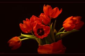 tulpen