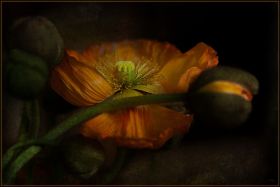 mohn