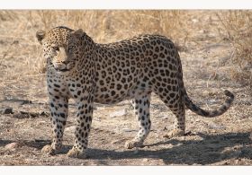 leo